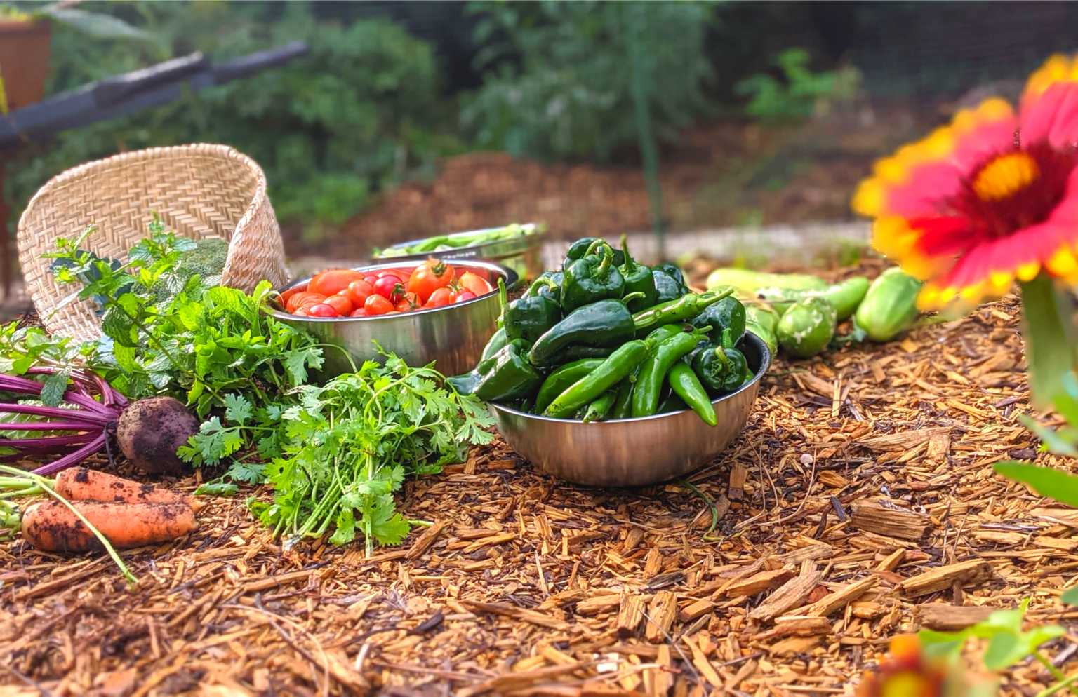 Lawn To Food Forest: The Social And Environmental Impact Of Growing Your Own Food