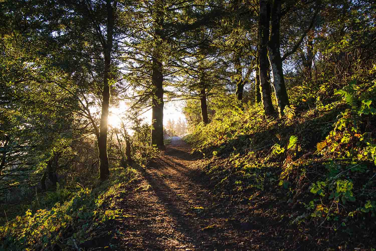 A Doctor, His Dog, And The Ice Age Trail